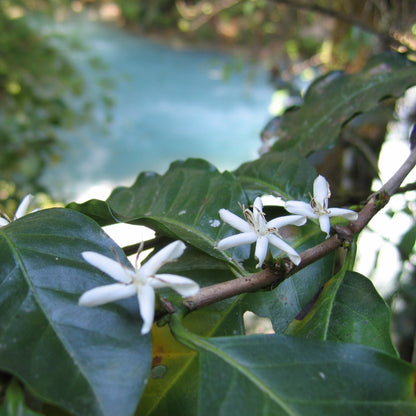 Guatemala Rio Azul